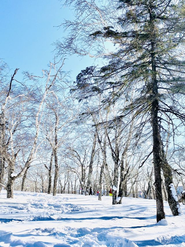 UP IN YANGCAO MOUNTAINS 