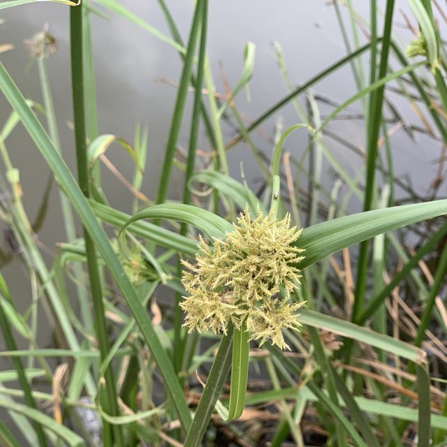帶你黎香港後花園 ——南生圍🤪