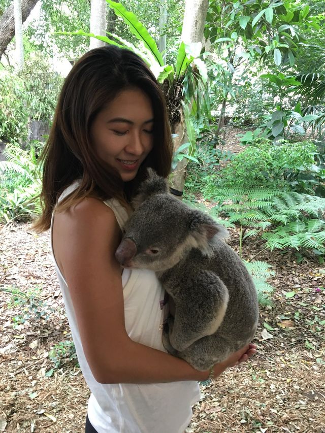 澳洲布里斯本景點｜龍柏動物園 Lone Pine Koala 與無尾熊合照 