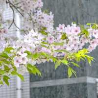 五反田駅近くの目黒川沿いの桜