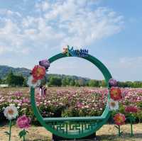 알록달록 끝없이 펼쳐지는 작약꽃밭🌺💗