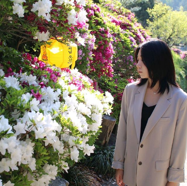용인 와우정사 여름 속 편안함 찾기 🍀