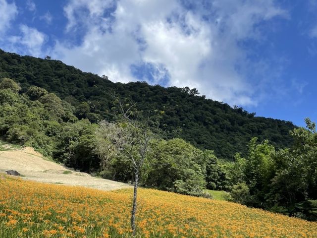 2022赤柯山 仙旅奇緣 金針花季