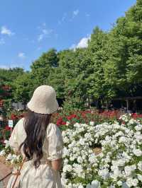 1년에 3번 볼 수 있는 아름다운 곳🌹
