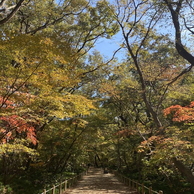 단풍구경 하러 가기 좋은 함양 상림공원