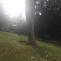 Pleasant smell of tea leaves in the air