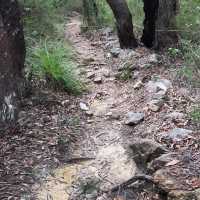 Kuring Gai brush walk