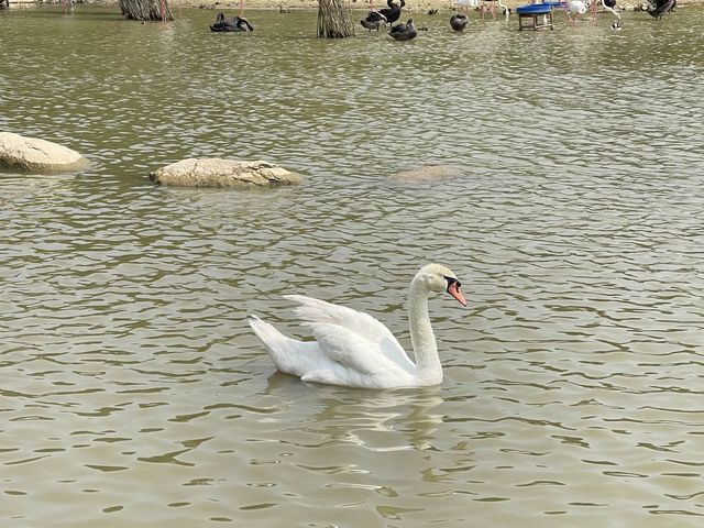 Vinpearl River Safari @ VinWonders Nam Hoi An 🇻🇳