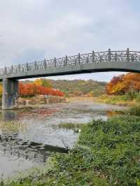 가을에 꼭 가봐야하는 담양관방제림🍂