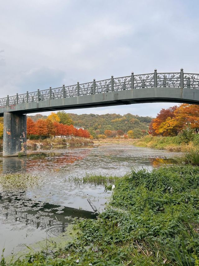 가을에 꼭 가봐야하는 담양관방제림🍂