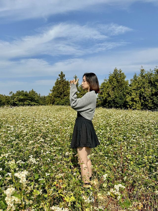 [제주] 애월 무료 여행지, 도깨비 생각나는 메밀밭🌱