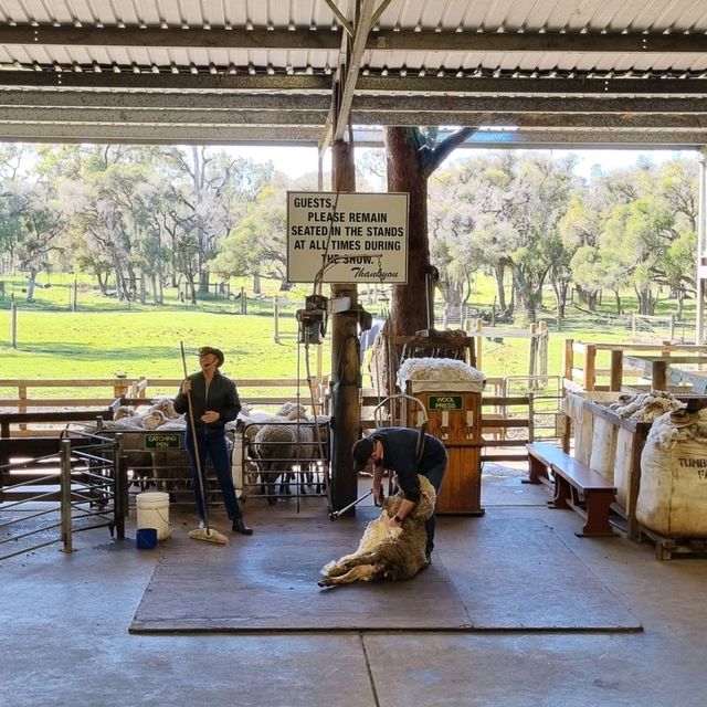 Kids Love Caversham Wildlife Park