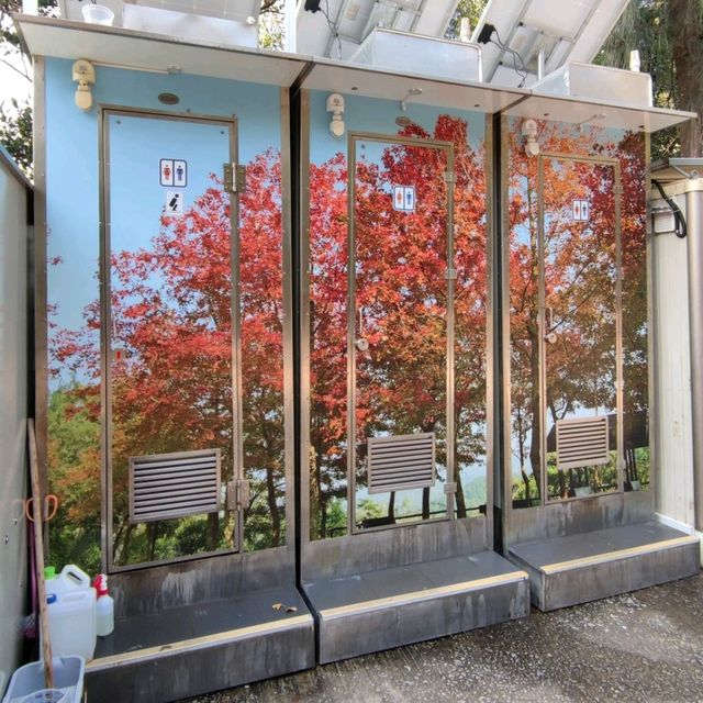 ✨打卡元朗最美紅葉楓香林🍁🍂📸✨ ✨打卡元朗最美紅葉楓香林🍁🍂📸✨