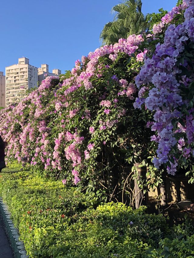 蒜香藤//泰山楓樹河濱公園