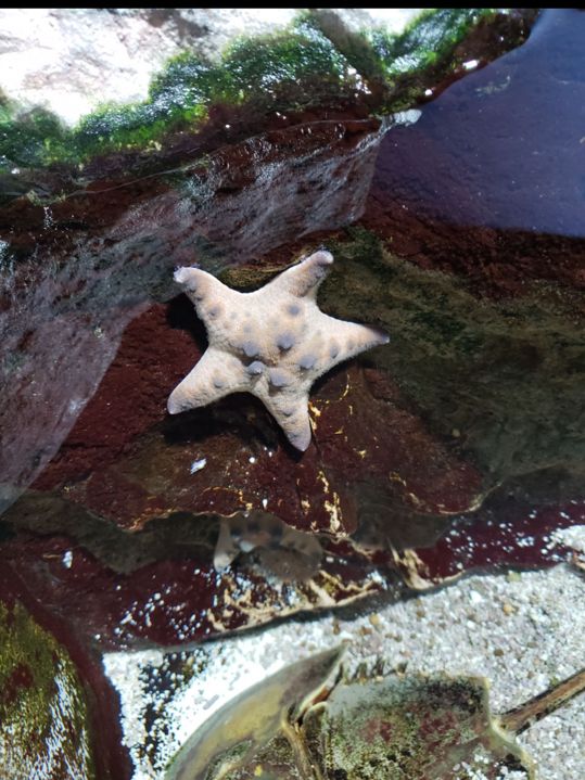 麻雀雖小但五臟俱全嘅海洋公園
