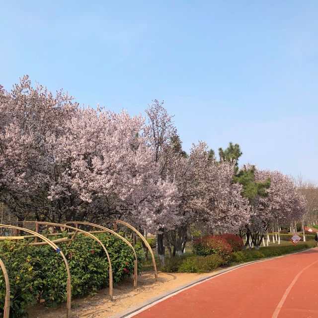 봄을 잔뜩 품은 공원