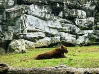 Different species of animals at Qianling Zoo