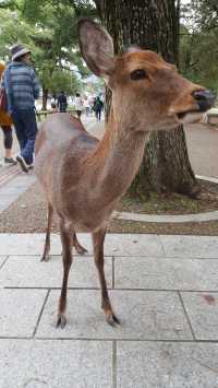 Nara Park, where deer greets with a bow