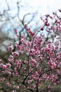 Japan's Ibaraki Tsukuba Mountain Plum Garden