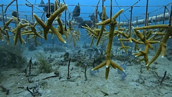 Reef Royale - GAME ON for Coral Reefs | Elks Lodge 17