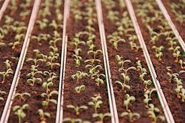 Create Your Indoor Grow Plan! | Phelan Gardens