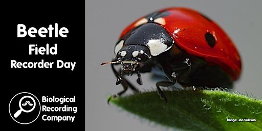 Beetle Field Recorder Day | Paradise Fields, Horsenden Hill