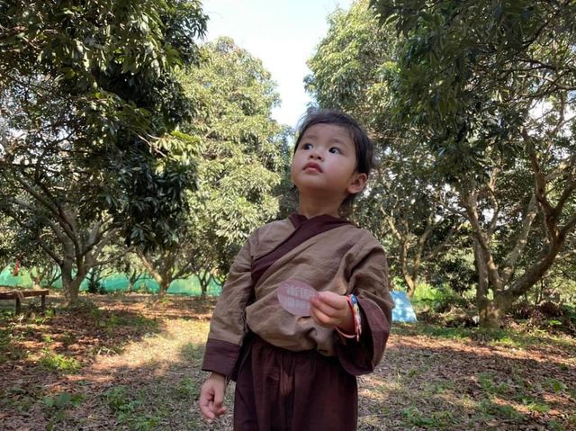 元朗果園摘荔枝