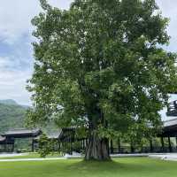 大埔慈山寺 — 身心靈靜之旅