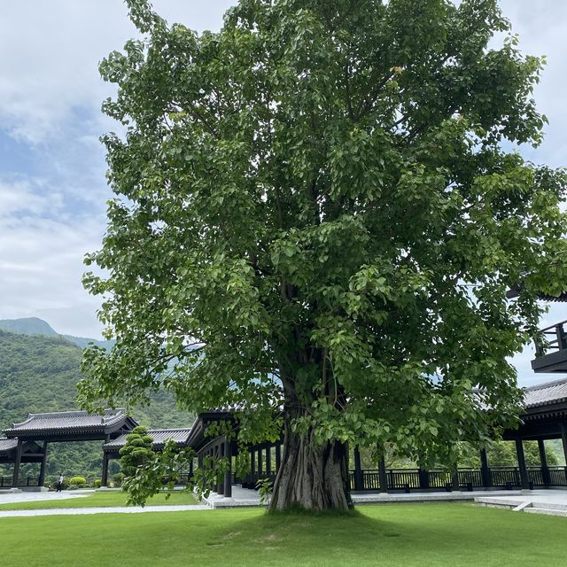 大埔慈山寺 — 身心靈靜之旅