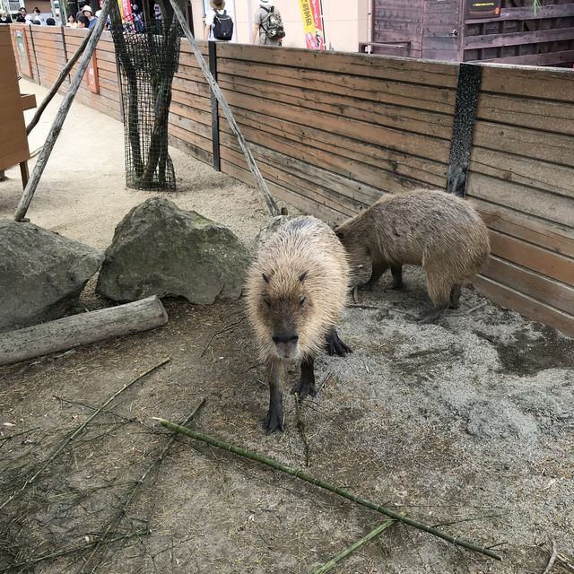 カビパラにハマれた  