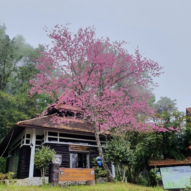 อุทยานแห่งชาติห้วยน้ำดัง