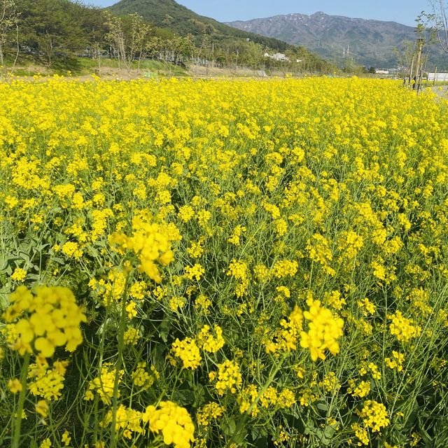 꽃순이들이라면 무조건 가야하는 필수코스🥰🌸