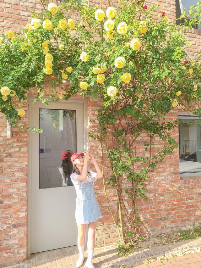 골목골목 예쁜장미담벼락이 한가득♥️
