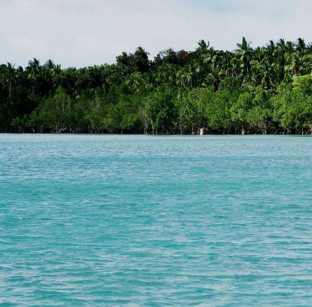 Enjoy the Ocean with Mangroves  in Ragay! 