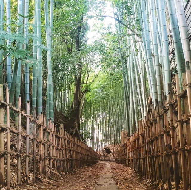 千葉縣佐倉必去打卡的竹林古徑📸️📸️🤩🤩👍🏻