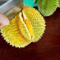 Durian Farm Expedition In Kulai Johor 