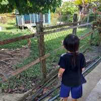 Short trip to Sandakan Crocodile Farm