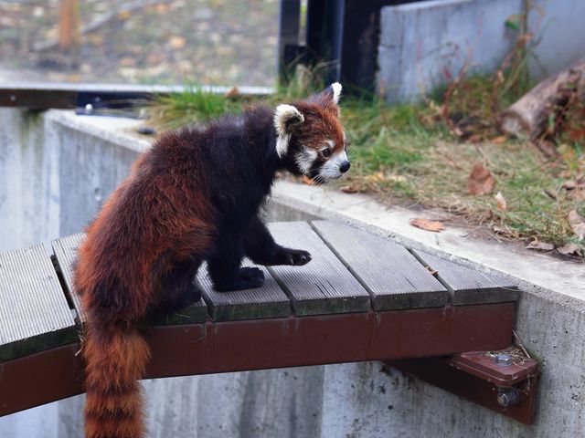 很可愛的旭川動物園北海道特別的景點 