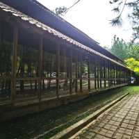 云顶山脚大自然松树林喝咖啡 Pineyard Cafe