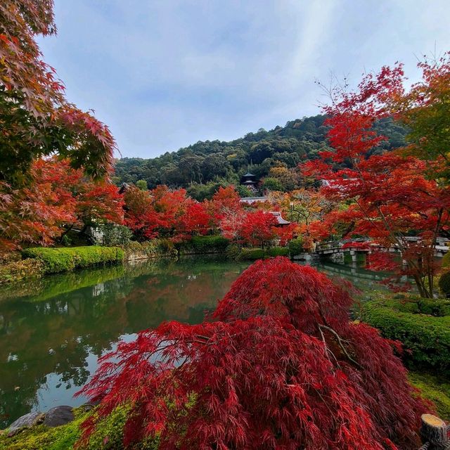紅葉見に行こ～うよ～【禅林寺 永観堂】✨