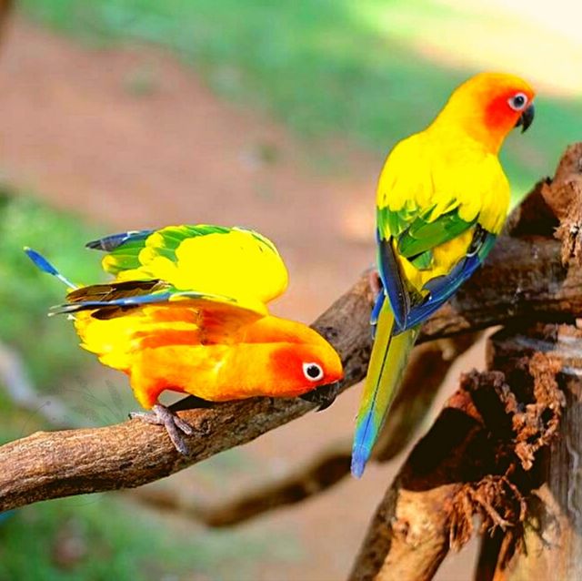 ⭐🦁สวนสัตว์เขาใหญ่🐢🐊🦓🦒🦜