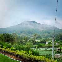 Waking up to ricefields & a volcano 😍