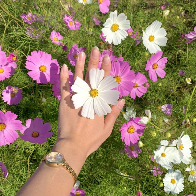 [🇰🇷, 부산] 코스모스보러 부산 을숙도 생태공원으로~🎶 