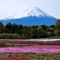 Fuji Mountain