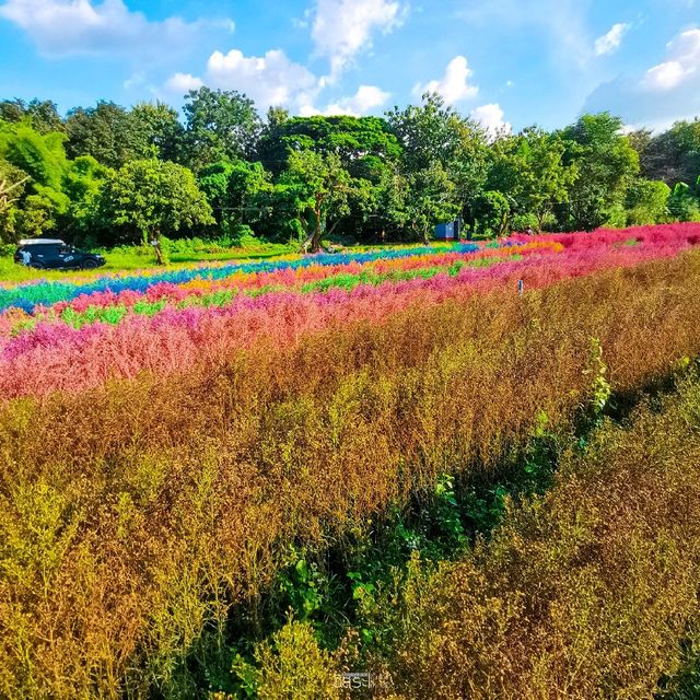 Flower Lovers. CNX | สวนดอกไม้เชียงใหม่​