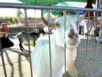 岐阜県🐏🐔💓【移動動物園　プチZOO】