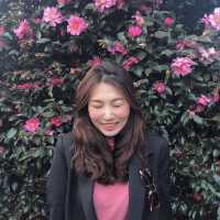 겨울 동백꽃은 제주에서🌺 제주 포토스팟 위미리 동백군락지