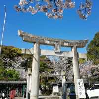 [福岡市]桜🌸満開で花吹雪舞う「西公園」