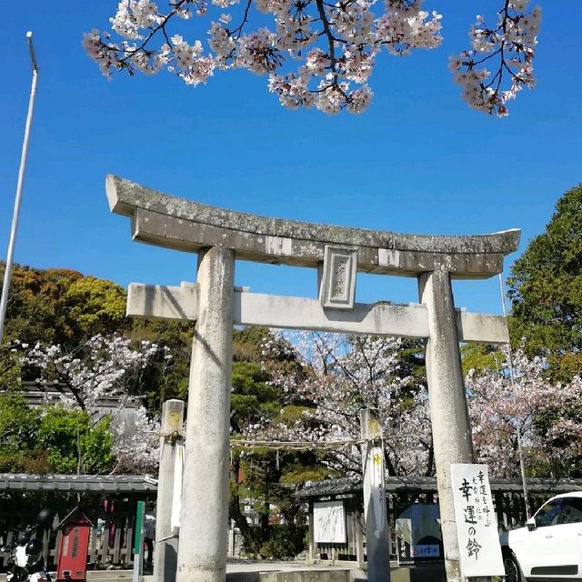 [福岡市]桜🌸満開で花吹雪舞う「西公園」