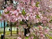 京都　KYOTO SAKURAめぐり❗️まさに、いとをかし清水寺の桜に大満足❗️